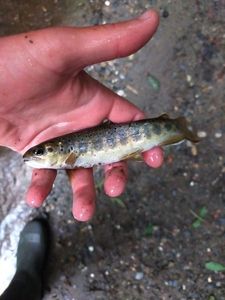 Brown Trout