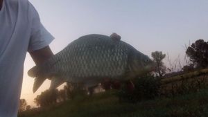 Crucian Carp