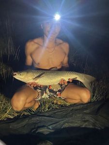 Grass Carp