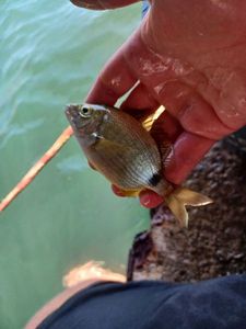 Annular Seabream
