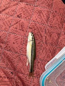 Common Minnow