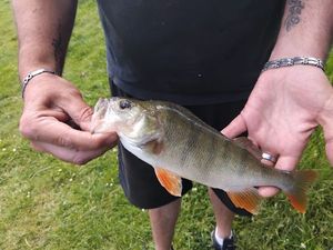 European Perch