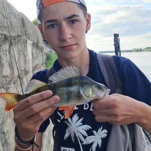 European Perch