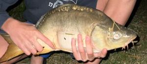 Mirror Carp