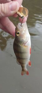 European Perch