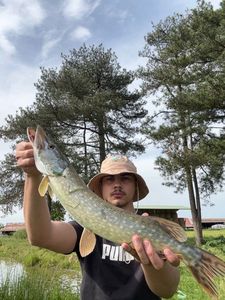 Northern Pike