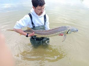 Sturgeon
