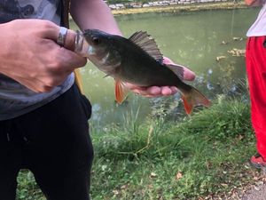 European Perch