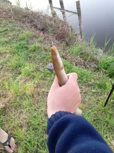 European Eel (Common Eel)