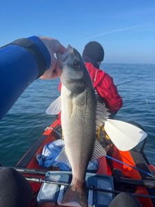 European Bass (Seabass)