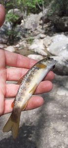 Brown Trout