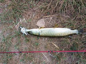 Northern Pike
