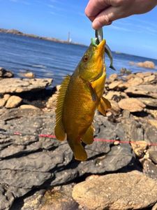 Ballan Wrasse