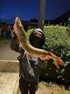 Northern Pike