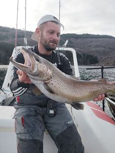 Brown Trout