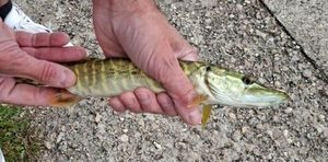 Northern Pike