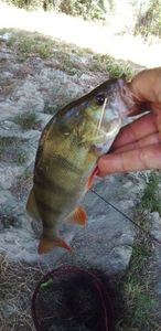 European Perch
