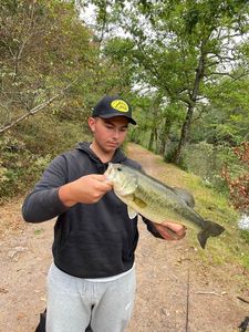 Largemouth Bass