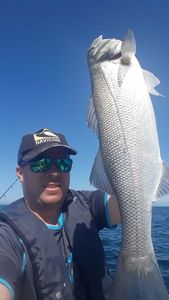 European Bass (Seabass)