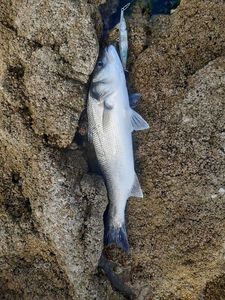 European Bass (Seabass)