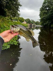Largemouth Bass