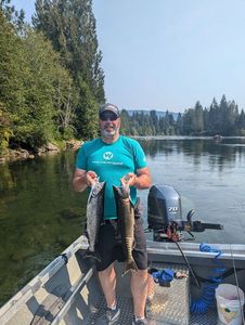 Chinook Salmon