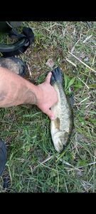 Largemouth Bass