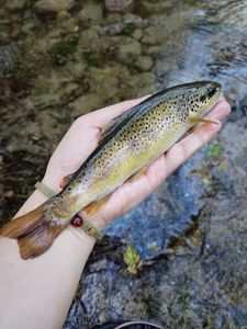 Brown Trout