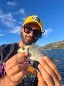 Black Seabream