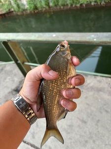Common Bream