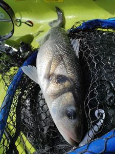 European Bass (Seabass)