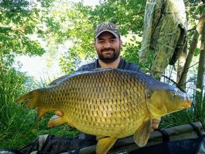 Common Carp
