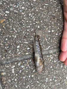 Round Goby