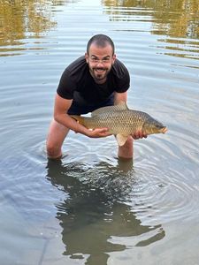 Common Carp