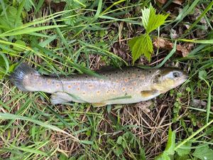 Brown Trout