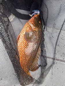 Ballan Wrasse
