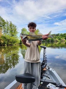Zander