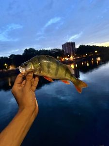 European Perch