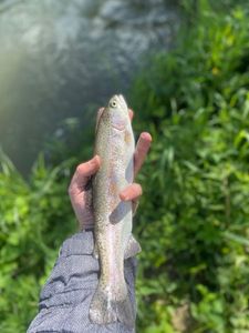 Rainbow Trout