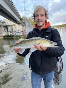 Zander