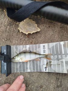 European Perch