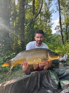 Common Carp