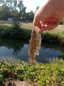 Largemouth Bass