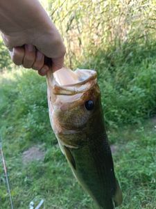 Smallmouth Bass