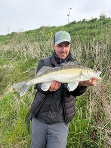 Zander