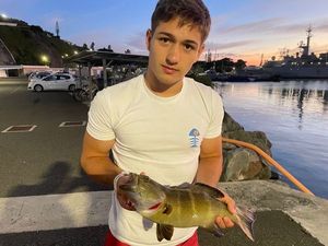 Peacock Grouper