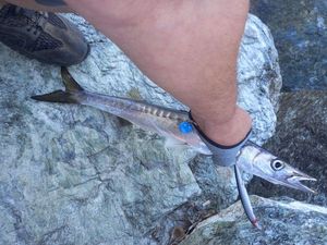 Great Barracuda