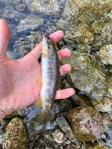 Brown Trout