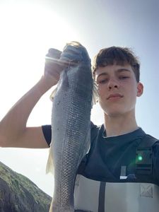 European Bass (Seabass)