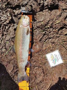 Rainbow Trout